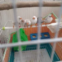 فنچ زبرا|پرنده|تهران, جی|دیوار
