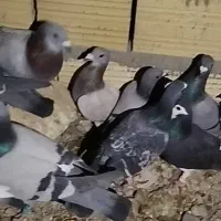 فروش ۲۰عدد پلاکی درجه یک