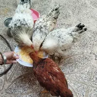 ۴عدد مرغ و خروس سرحال