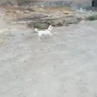 سگ پا کوتاه|سگ|آبیک, |دیوار