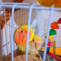 فروش پرنده|پرنده|گنبد کاووس, |دیوار