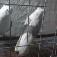 کبوتر نوک ریز