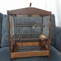 سهره|پرنده|کوهدشت, |دیوار