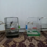 دوجفت عروس هلندی با وسایل کامل و پک کامل ویتامین