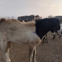 نری یکساله