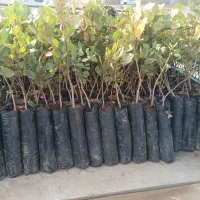 نهال پسته پاییزه