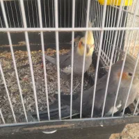 یک جفت مولد هلندی