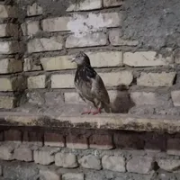 کفتر نر معاوضه با ماده|پرنده|یزد, |دیوار