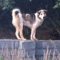 گمشده  به یابنده مژدگانی داده می شود