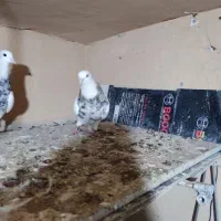 طوقی|پرنده|رباط‌کریم, مسکن مهر آبشناسان|دیوار