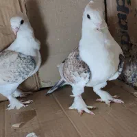 کبوتر ساتن جوان خشکل