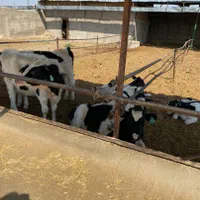 مجموعه گاوداری 100راسی و7 هکتار زمین واب|فروش دفتر صنعتی، کشاورزی، تجاری|نیشابور, ماروسک|دیوار