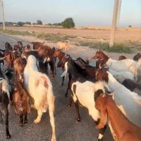 بزو|حیوانات مزرعه|اندیمشک, |دیوار
