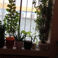 فروش یک سری گل طبیعی