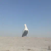 کبوتر