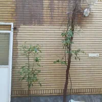 کفسابی سنگسابی کف سابی سنگ سابی شستشوی نما نماشویی|خدمات نظافت|قم, بلوار امین و ساحلی|دیوار