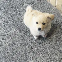 سگ سالم و بازیگوش میکس اشپیتز پامر