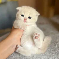 بچه گربه های اصیل و مهربون در اهواز|گربه|اهواز, کیانپارس |دیوار