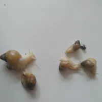 حلزون های خانگی