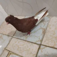 کبوتر دم سفید