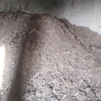 پهن گاوی کاملا خشک