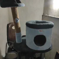 درخت گربه واسکرچر برندKedipek نو و استفاده نشده|لوازم جانبی حیوانات|رشت, کاکتوس|دیوار