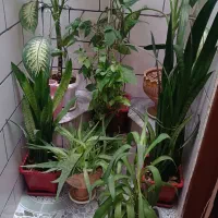 گل خانگی|گل و گیاه طبیعی|سرپل ذهاب, |دیوار