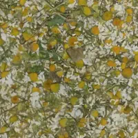 گل بابونه کلوی 700