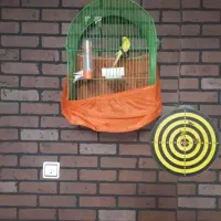 ۲ عدد مرغ عشق با قفس قیمت حراج