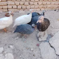 پرنده زینتی شهرستان رزن|پرنده|رزن, |دیوار