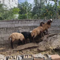 بره گوسفند نر 6 عدد