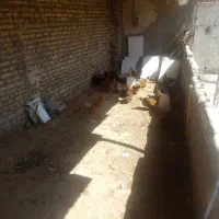 مرغ محلی جوجه محلی 5ماهه