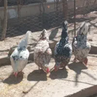 فروش تخم مرغ نطفه دار گلین