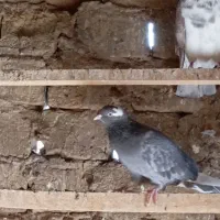 نر و ماده گمشده