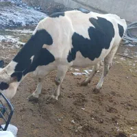 گاو گوشتی|حیوانات مزرعه|نظر کهریزی, |دیوار