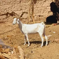 دوتا بز رشتی دوقلوزا اوست فروشی