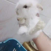 خرگوش لپ مینی