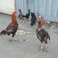 ۷ عدد مرغ و خروس لاری توعکس معلومه حضوری هم بیا|حیوانات مزرعه|ویسیان, |دیوار