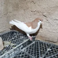 کبوتر شهری|پرنده|مرودشت, بیست متری بیمارستان|دیوار