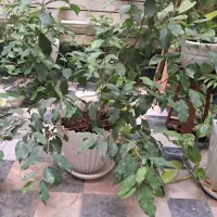 گل آپارتمانی|گل و گیاه طبیعی|شیراز, رازی|دیوار