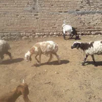 بره|حیوانات مزرعه|جهرم, |دیوار