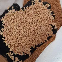 گندم بذری باران|عمدهفروشی|کوزران, |دیوار