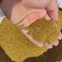 بذر  یونجه همدانی درجه یک زیر قیمت بازار