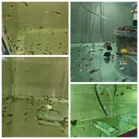 ماهی زینتی|ماهی|ملایر, |دیوار