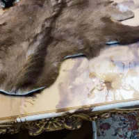 پوست طبیعی بز|صنایع دستی و سایر لوازم تزئینی|تبریز, |دیوار