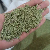 فروش خاکشیر رازیانه گشنیز|گل و گیاه طبیعی|کبودرآهنگ, |دیوار