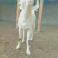 بز شکم اول آبستن جنس خوب|حیوانات مزرعه|آزادشهر, |دیوار