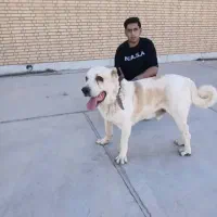 سگ آلابای اصیل نر (کشش)