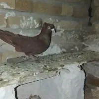 باسلام کبوتر سرخ نر شرور شرور|پرنده|زاغه, |دیوار