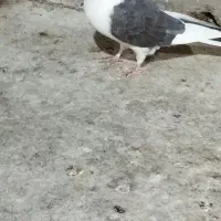 غریب گیری.وماده پشدار اماده